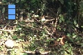 Scene 108_hssflight_Morpho peleides spying on banana bait before feeding on it